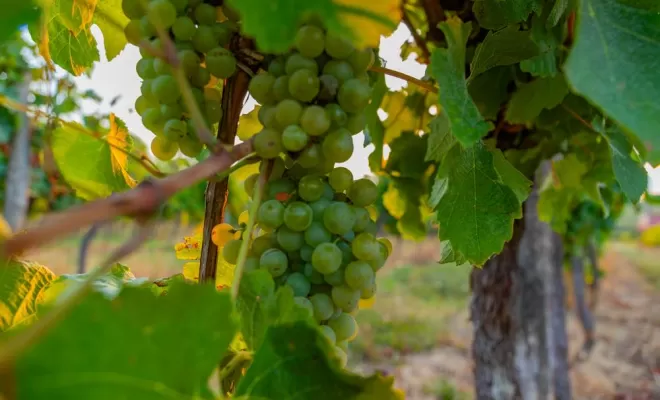 Vignes, Bordeaux, Château la Piolette