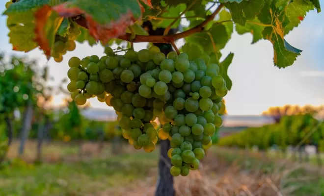 Vignes, Bordeaux, Château la Piolette