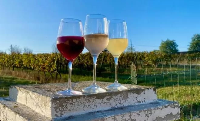 Vignes, Bordeaux, Château la Piolette