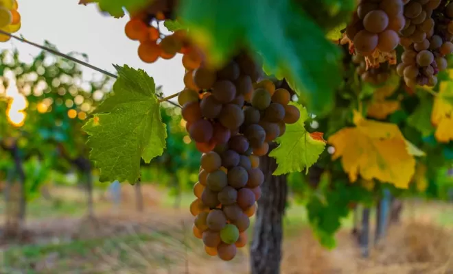 Vignes, Bordeaux, Château la Piolette