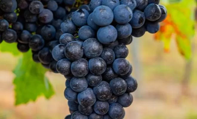 Vignes, Bordeaux, Château la Piolette