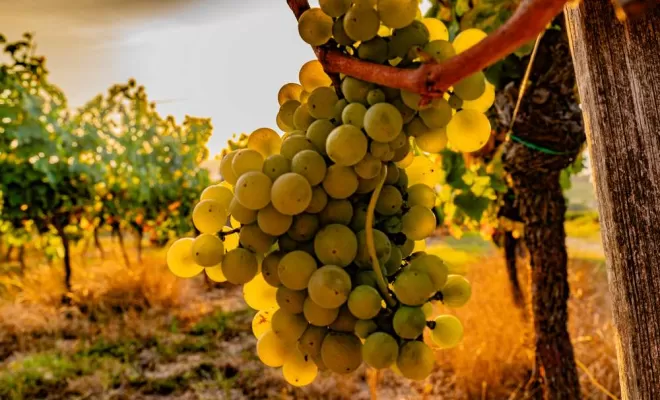 Vignes, Bordeaux, Château la Piolette