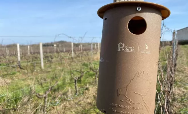 Vignes, Bordeaux, Château la Piolette